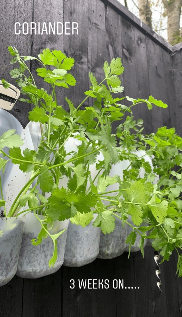 How We Grow Food in a Vertical Garden Using Milk Cartons On A Fence - 2022 UPDATE