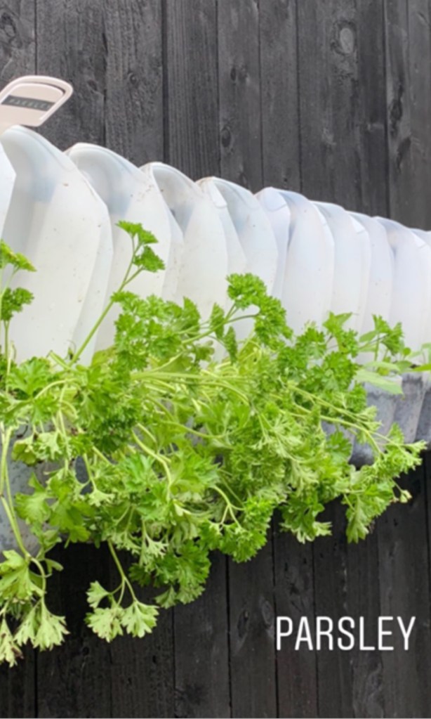 How We Grow Food in a Vertical Garden Using Milk Cartons On A Fence - 2022 UPDATE