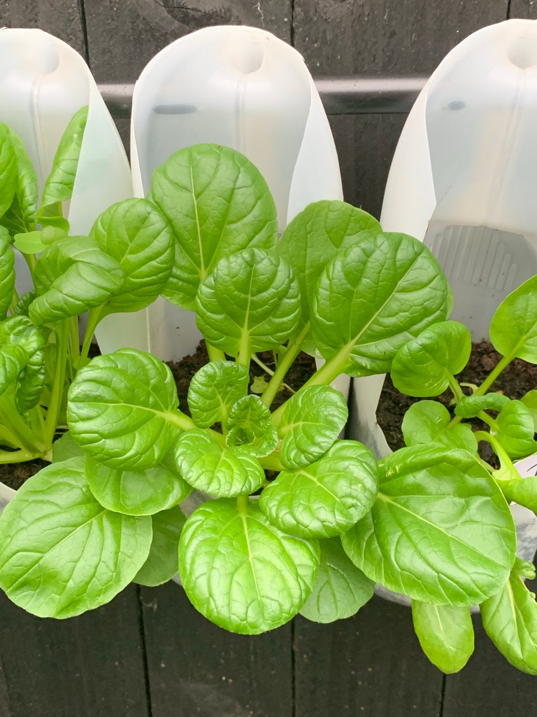 How We Grow Food in a Vertical Garden Using Milk Cartons On A Fence - 2022 UPDATE