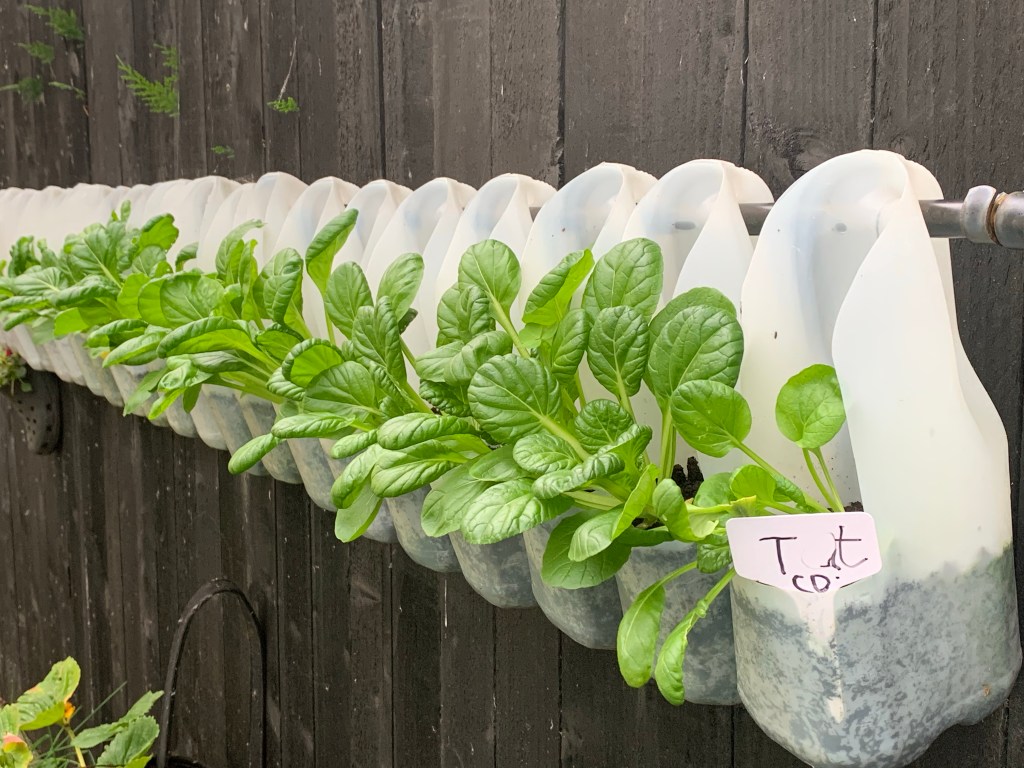 How We Grow Food in a Vertical Garden Using Milk Cartons On A Fence - 2022 UPDATE
