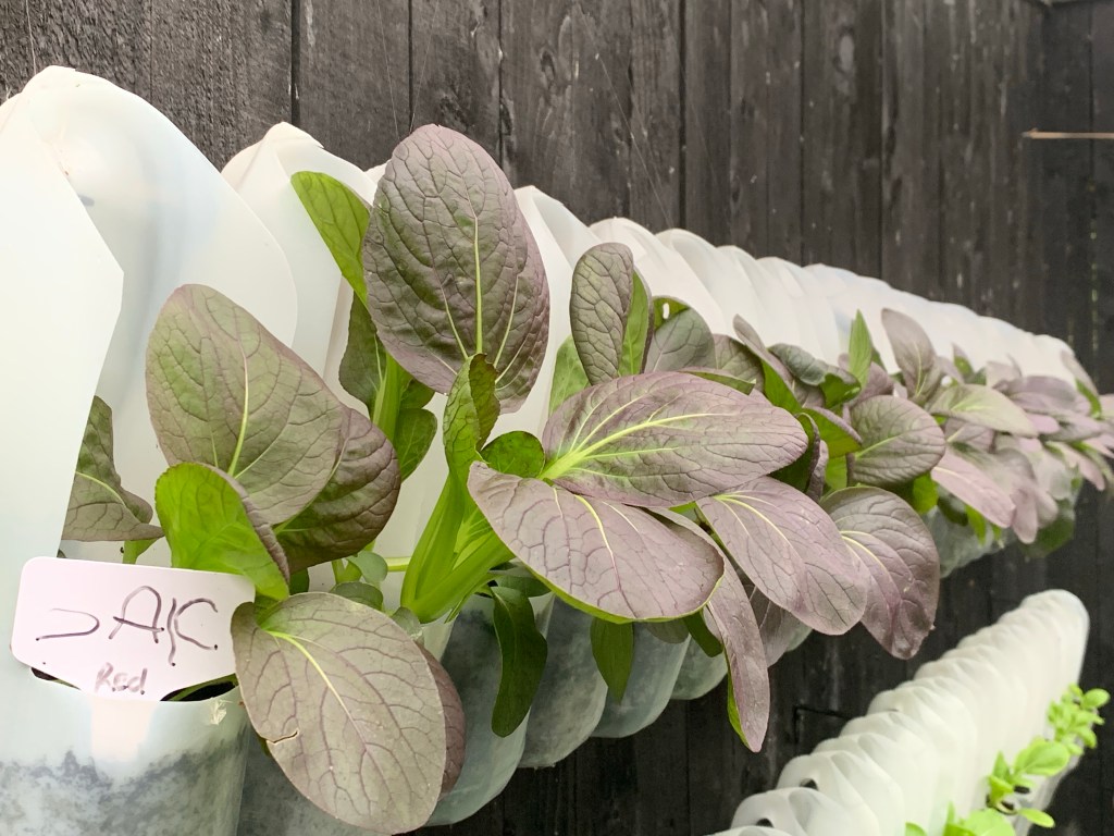 How We Grow Food in a Vertical Garden Using Milk Cartons On A Fence - 2022 UPDATE