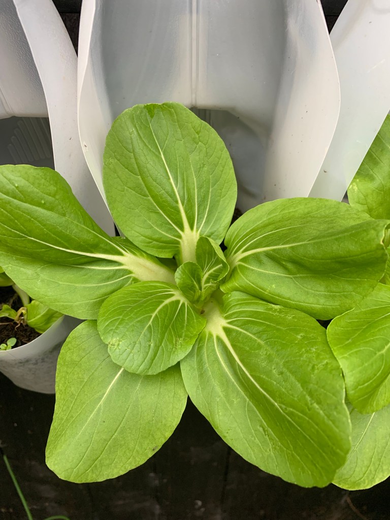 How We Grow Food in a Vertical Garden Using Milk Cartons On A Fence - 2022 UPDATE