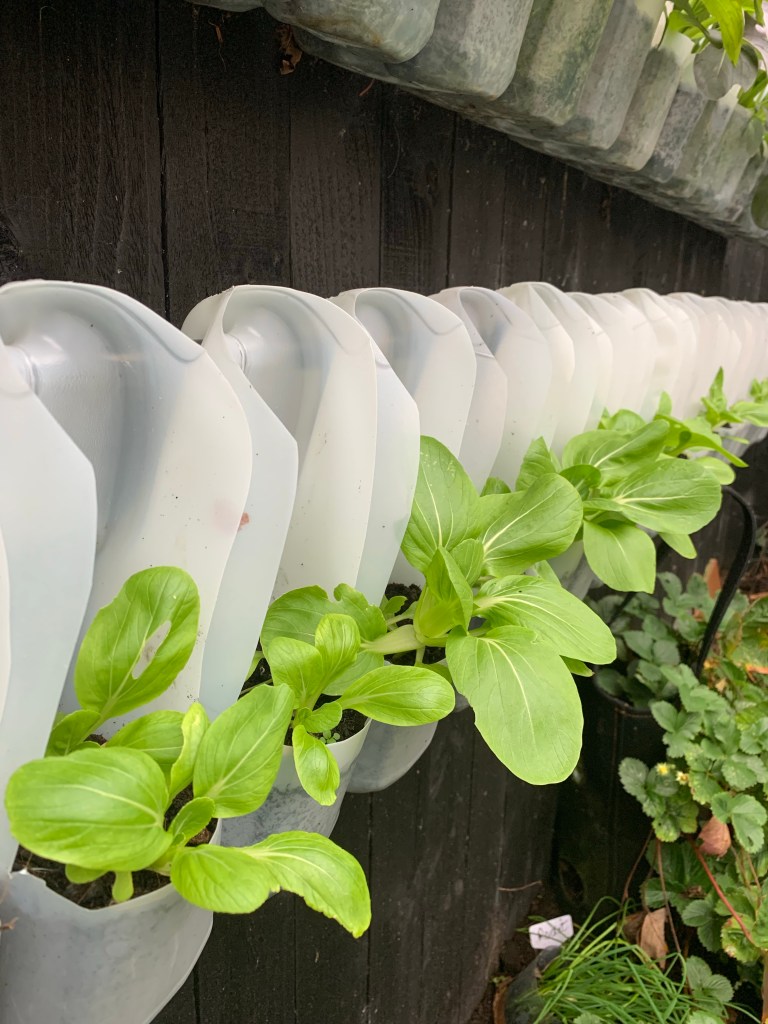 How We Grow Food in a Vertical Garden Using Milk Cartons On A Fence - 2022 UPDATE