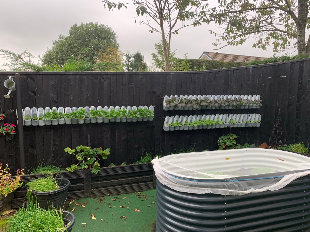 How We Grow Food in a Vertical Garden Using Milk Cartons On A Fence - 2022 UPDATE