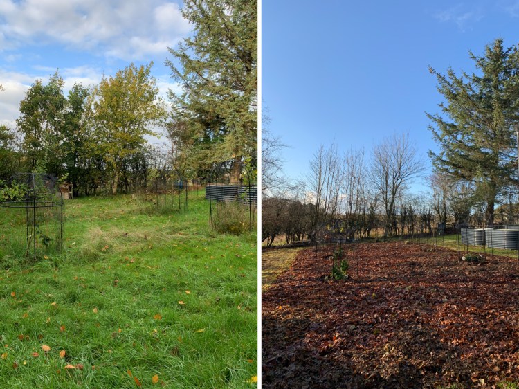 Transforming a Large Grass Lawn with Sheet Mulching