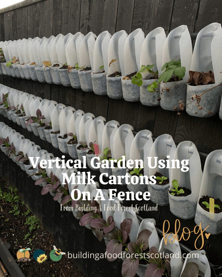 How We Grow Food in a Vertical Garden Using Milk Cartons On A Fence - 2022 UPDATE