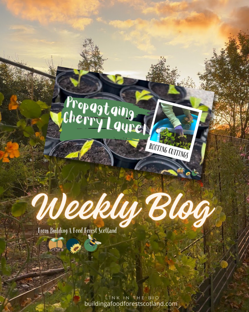 How To Propagate Cherry Laurel To Get Free Hedging