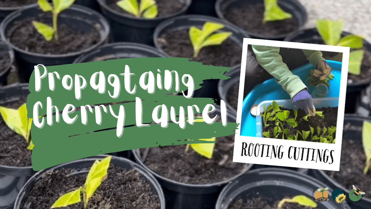 How To Propagate Cherry Laurel To Get Free Hedging