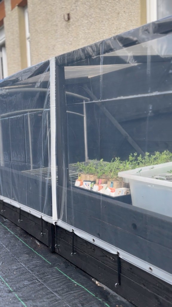 DIY Cold Frame From A Bed, Pallets & Shower Curtains