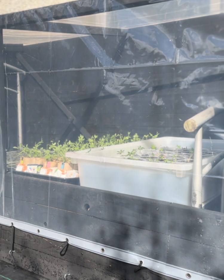 DIY Cold Frame From A Bed, Pallets & Shower Curtains