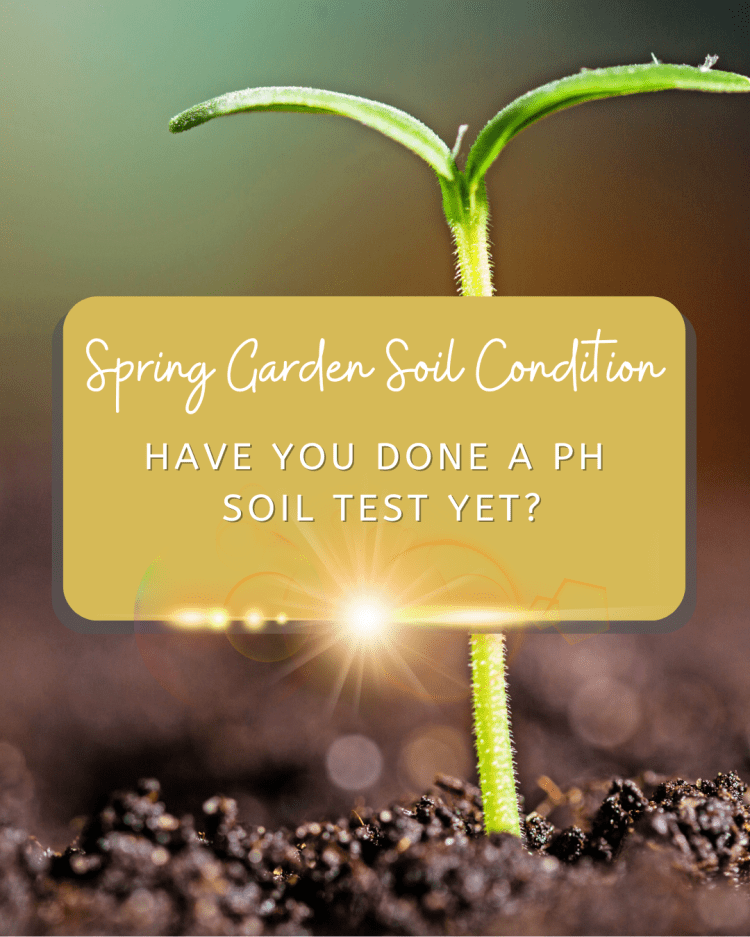 Healthy Soil, Thriving Garden: Checking Soil Condition Tips