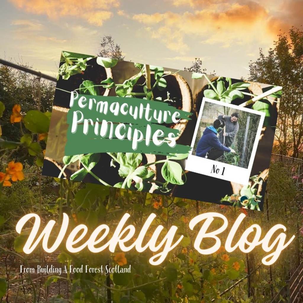 Permaculture Principle No. 1: "Observe and Interact"