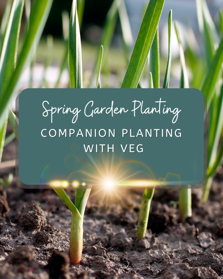 Spring Garden: Companion Planting With Flowers, Herbs and Veg