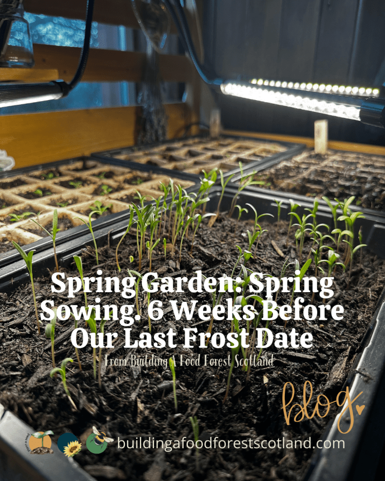 Spring Garden: Spring Sowing. 6 Weeks Before Our Last Frost Date