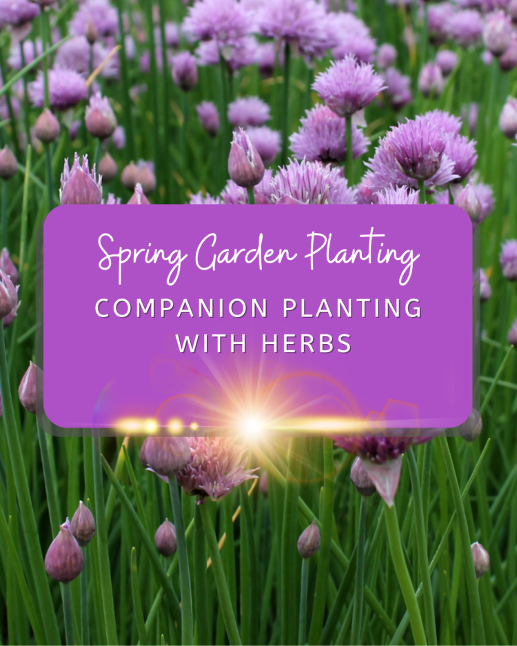 Spring Garden: Companion Planting With Flowers, Herbs and Veg