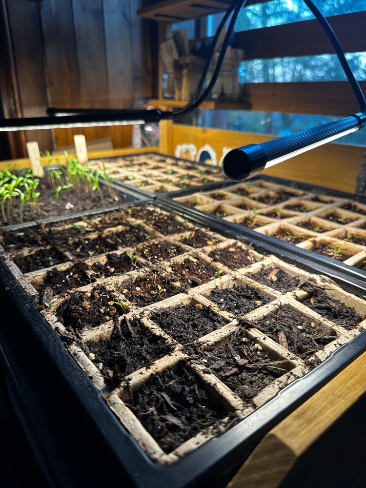 Spring Garden: Spring Sowing. 6 Weeks Before Our Last Frost Date