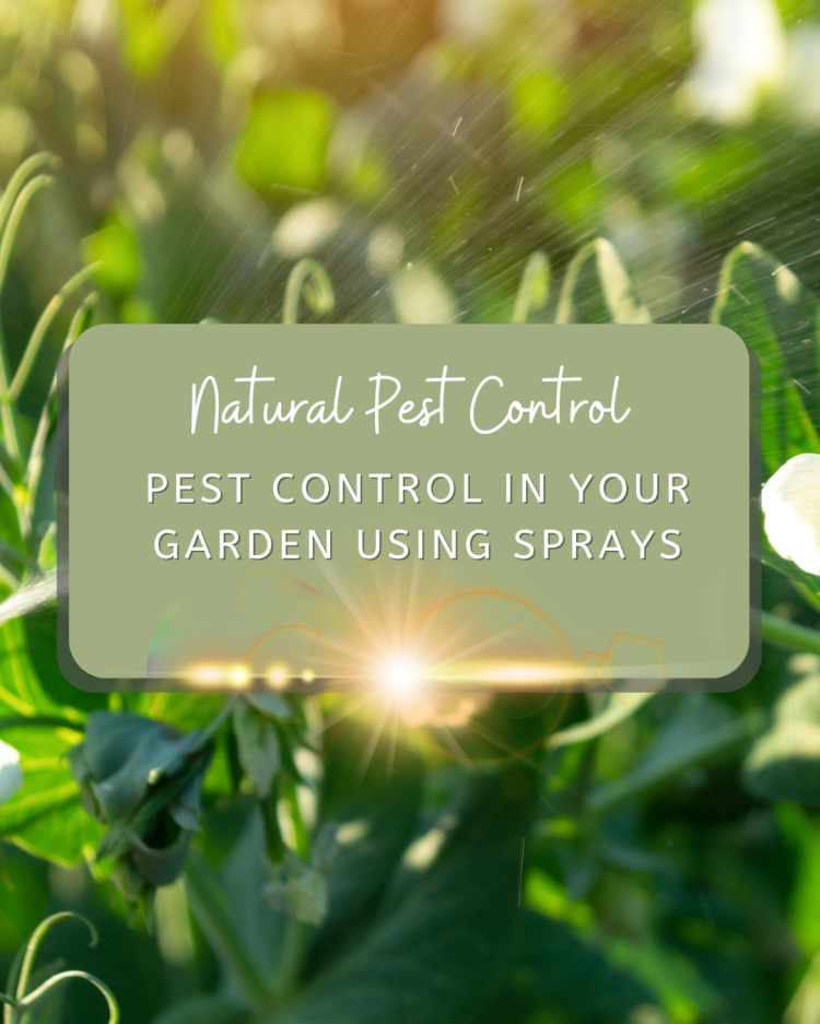 Natural & Eco Friendly Ways To Keep Pests Out Of Your Garden