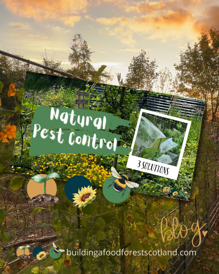 Natural & Friendly Ways To Keep Pests Out Of Your Garden