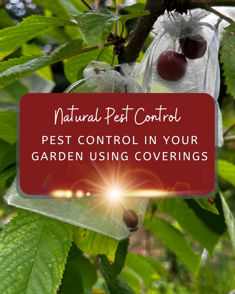 Natural & Eco Friendly Ways To Keep Pests Out Of Your Garden
