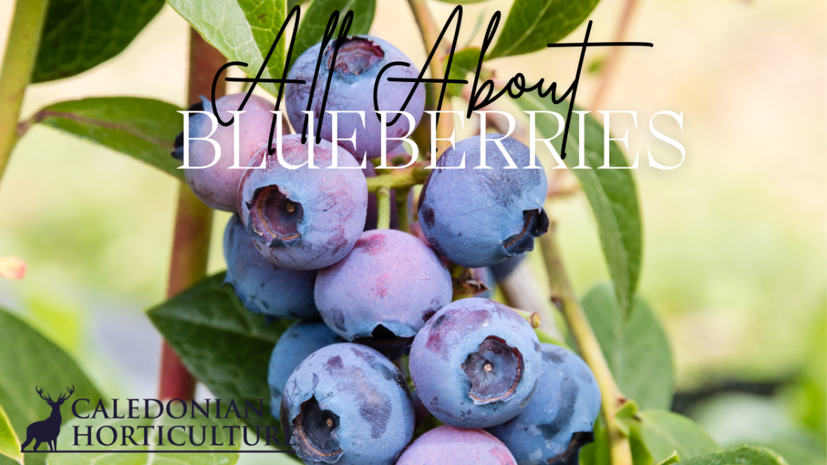 All About Series: Growing, Sowing, Caring For&nbsp;Blueberries