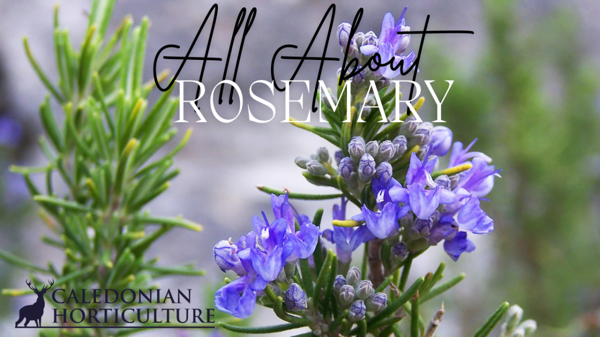 All About Series: Growing, Sowing, Caring For&nbsp;Rosemary