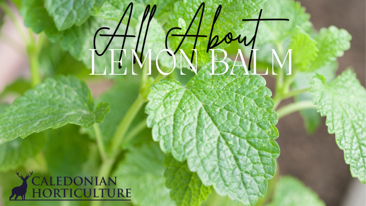 All About Series: Growing, Sowing, Caring For Lemon&nbsp;Balm