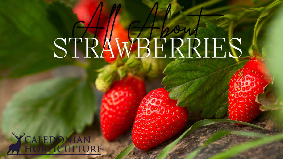 All About Series: Growing, Sowing, Caring For&nbsp;Strawberries