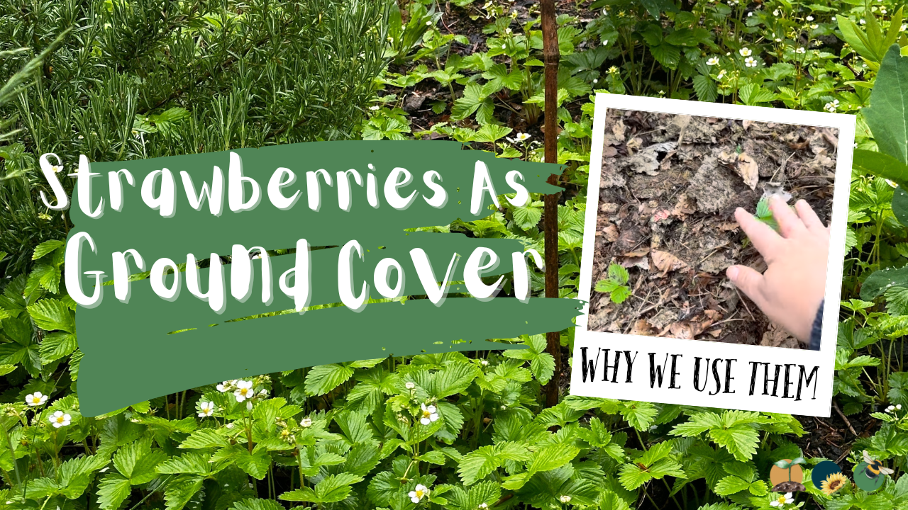 Living Mulch You Can Eat: Strawberries as Ground Cover