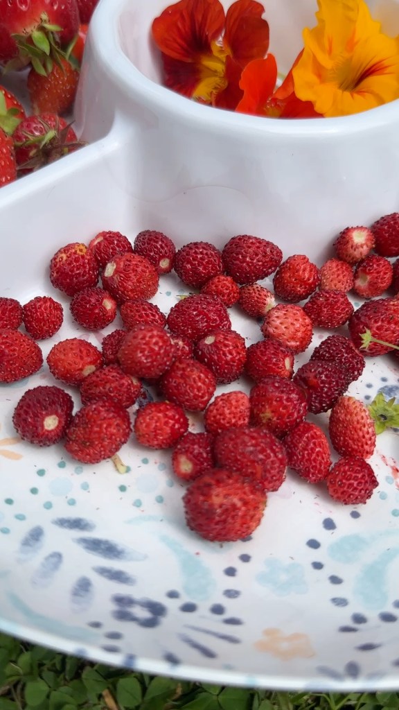 Living Mulch You Can Eat: Strawberries as Ground Cover