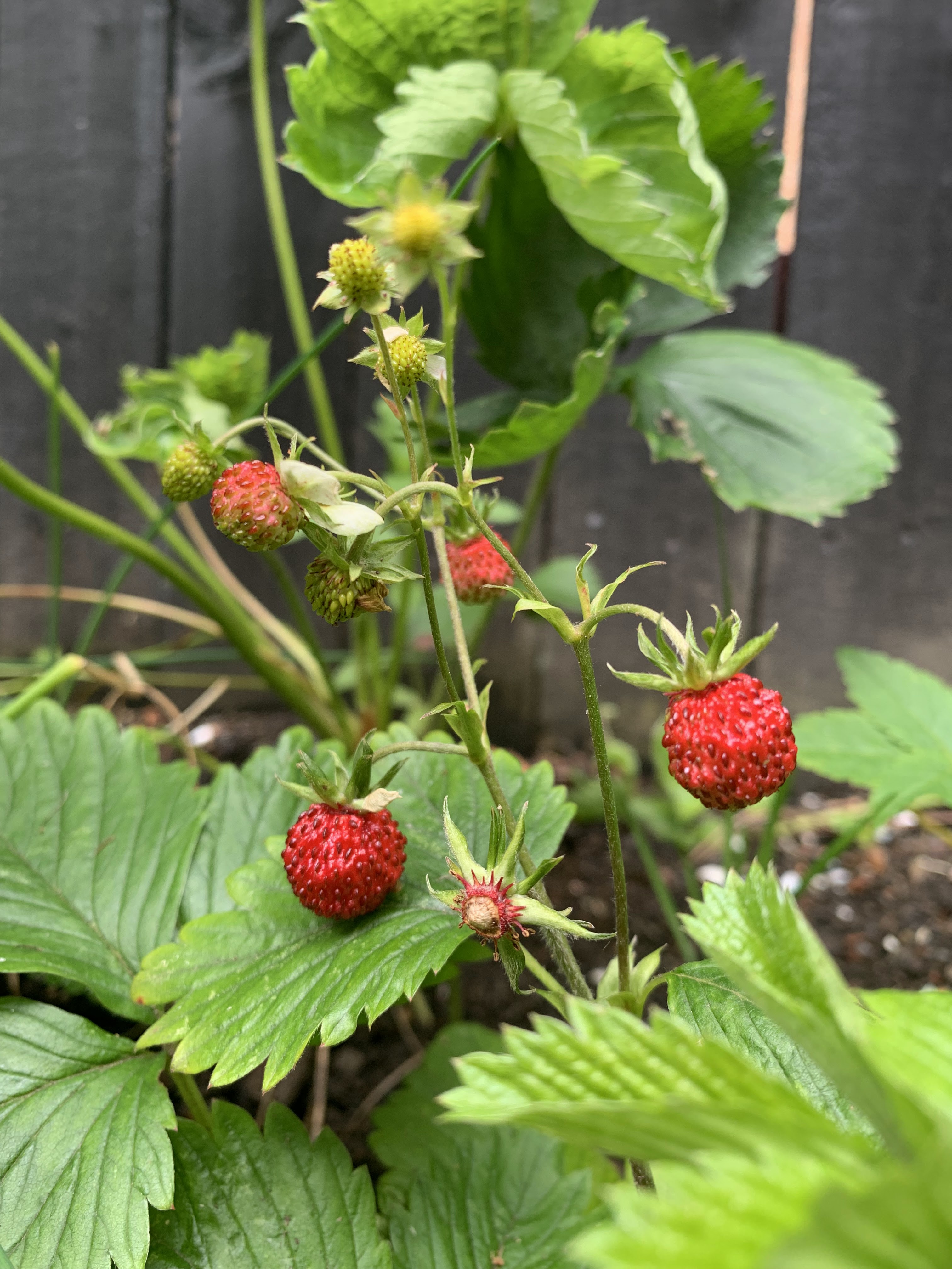 Living Mulch You Can Eat: Strawberries as Ground Cover