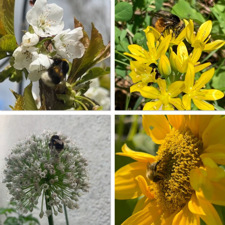 Summer Garden: Creating a Pollinator Friendly Garden
