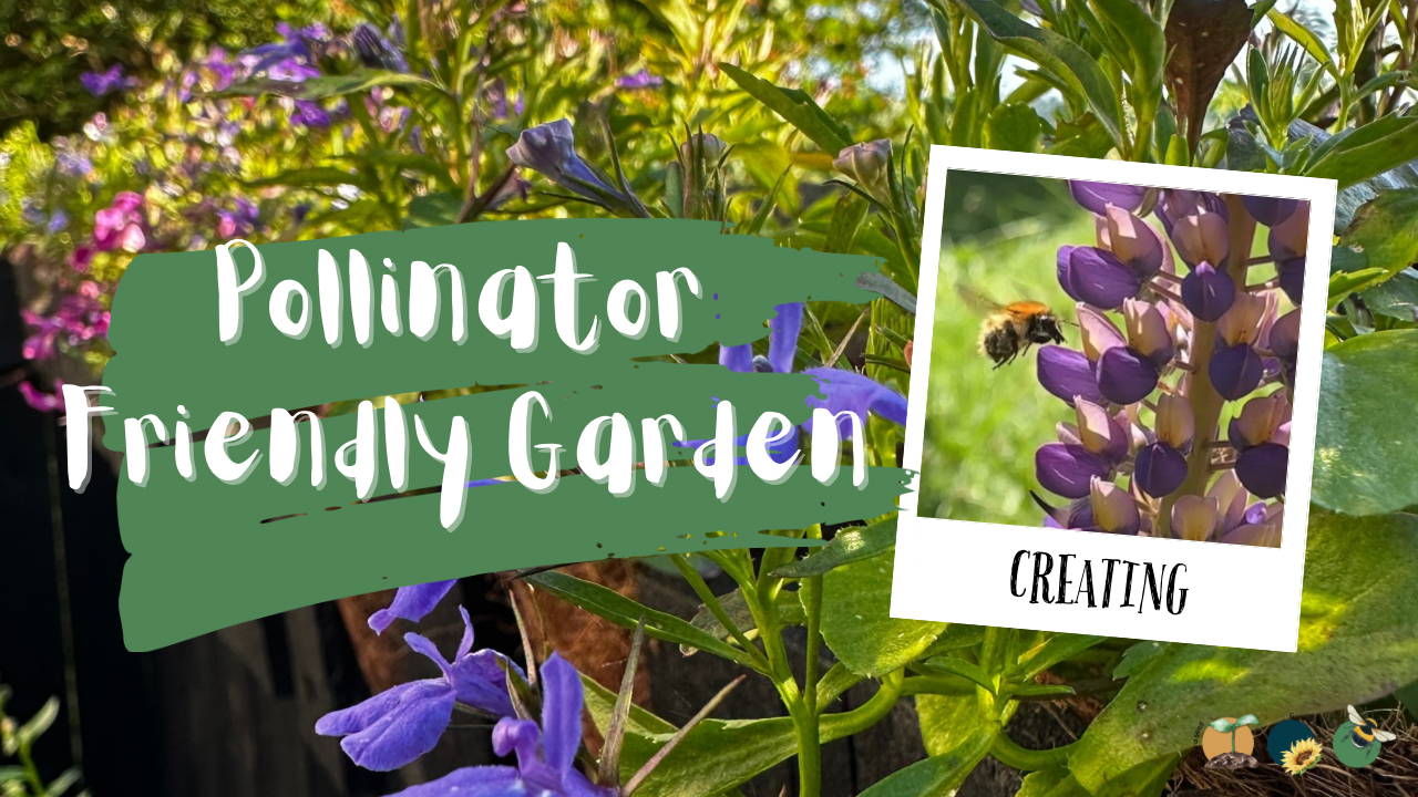 Summer Garden: Creating a Pollinator Friendly Garden