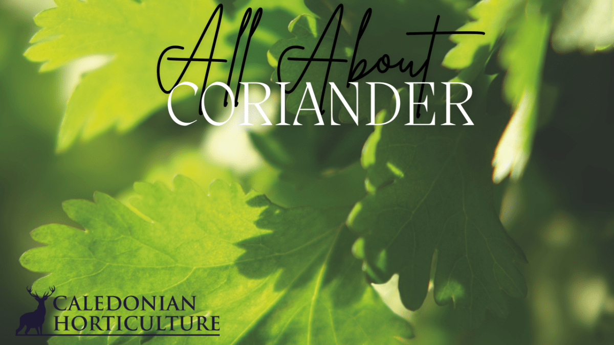 All About Series: Growing, Sowing, Caring For&nbsp;Coriander