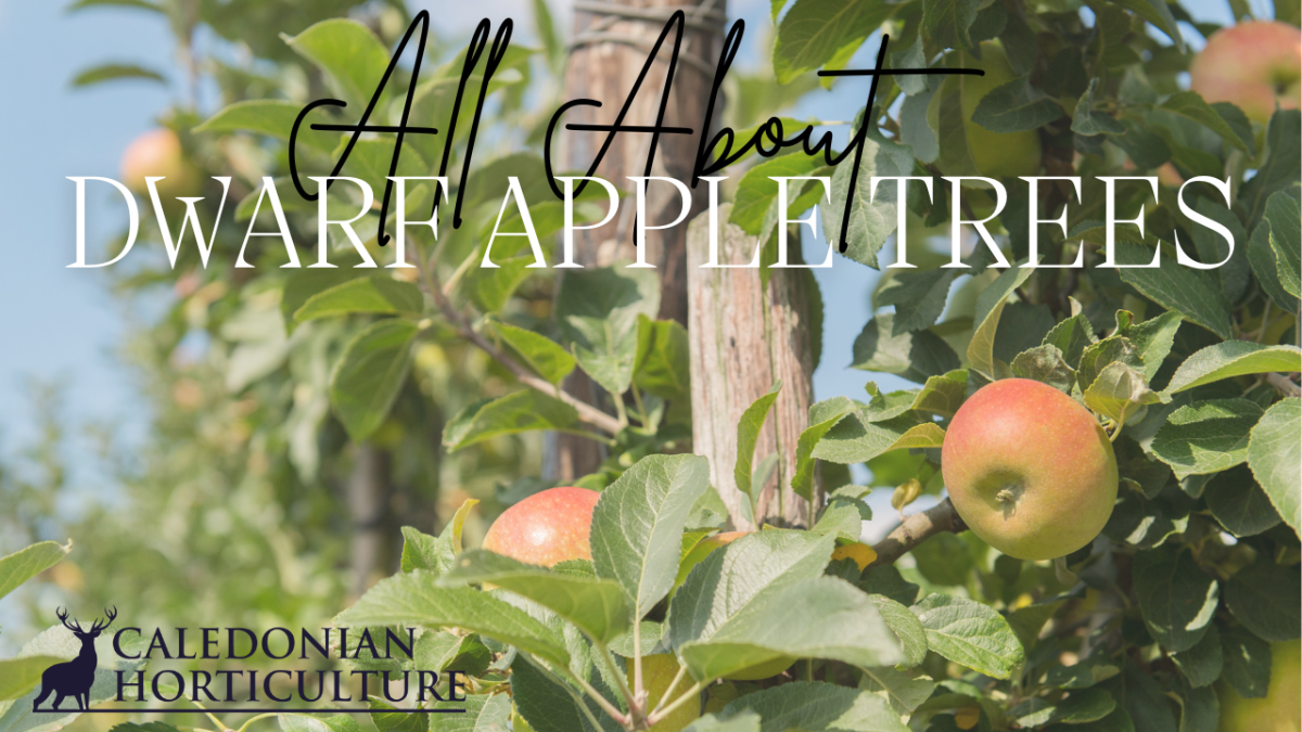 All About Series: Growing, Sowing, Caring For Apple&nbsp;Trees