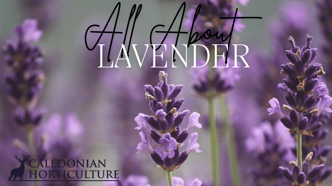 All About Series: Growing, Sowing, Caring For Lavender