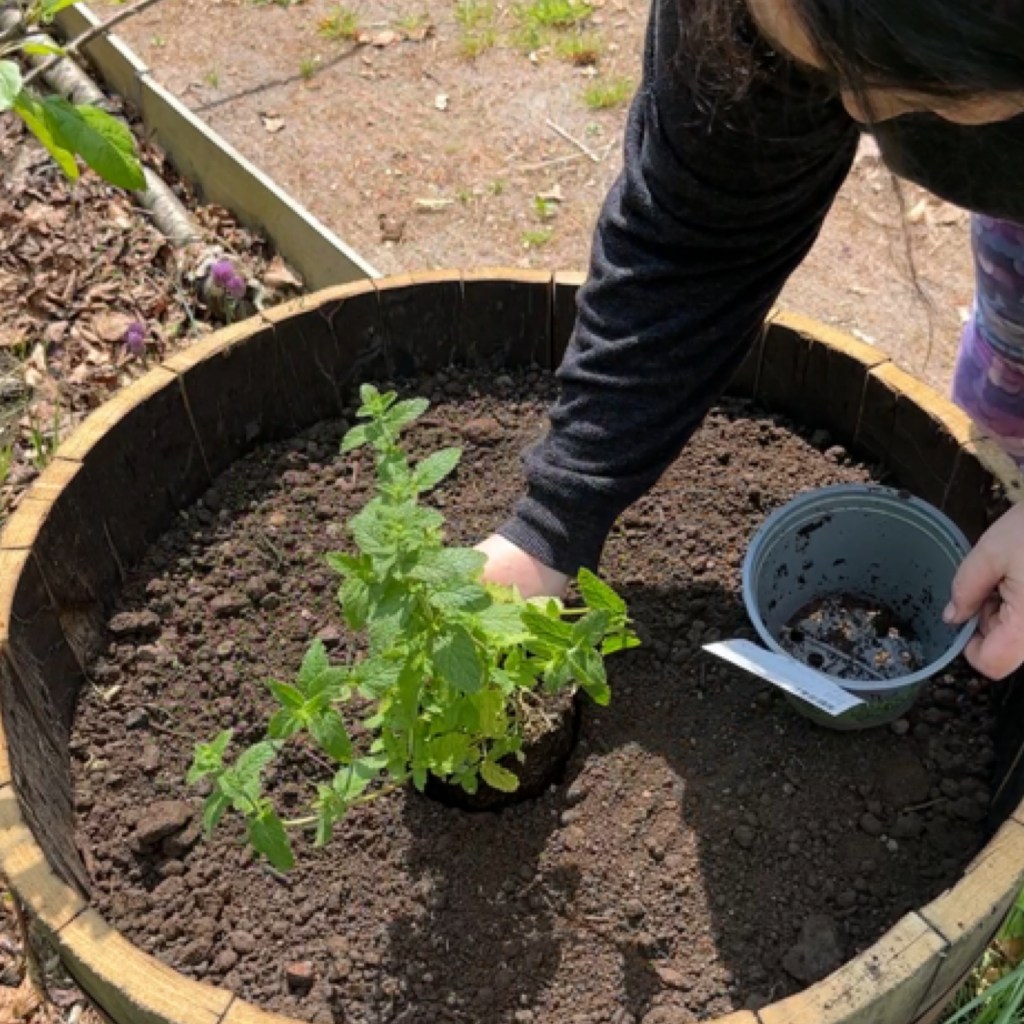 DIY: Using Old Wine Barrels As Planters