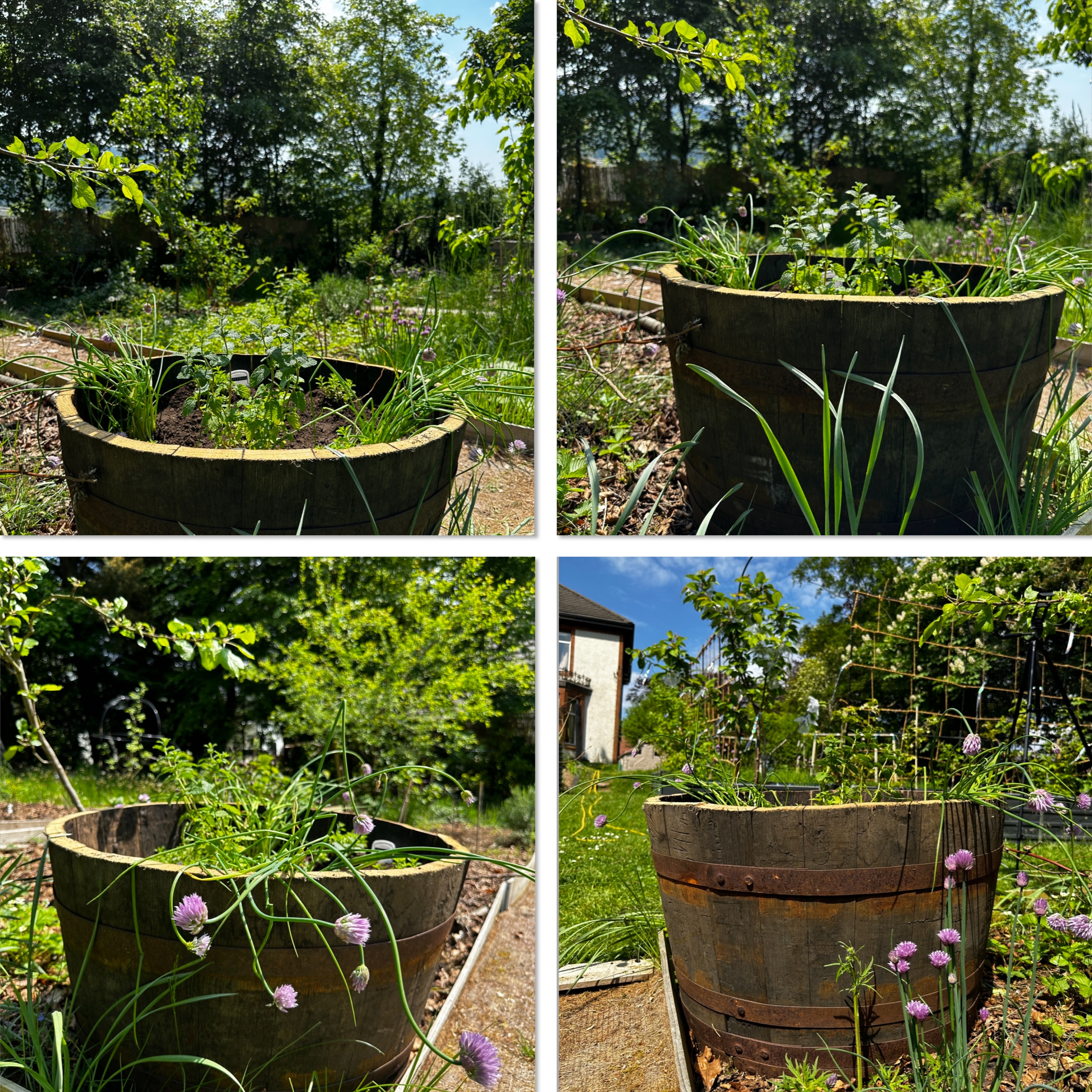 DIY: Using Old Wine Barrels As Planters In The Garden – Building a Food ...