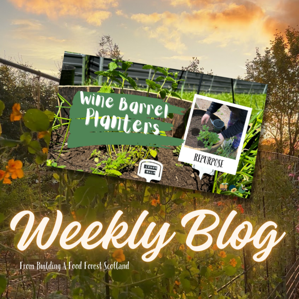 DIY: Using Old Wine Barrels As Planters