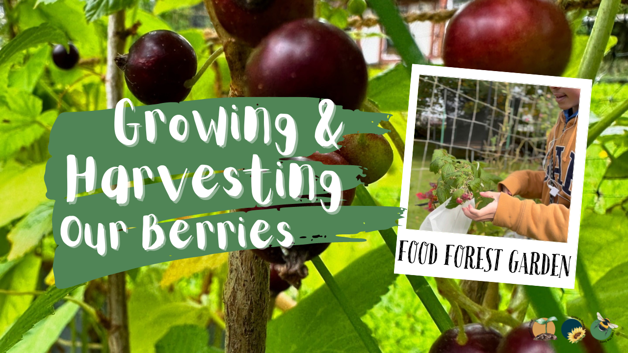 Food Forest Gardening: How to Grow and Harvest Raspberries, Strawberries, Blueberries & More