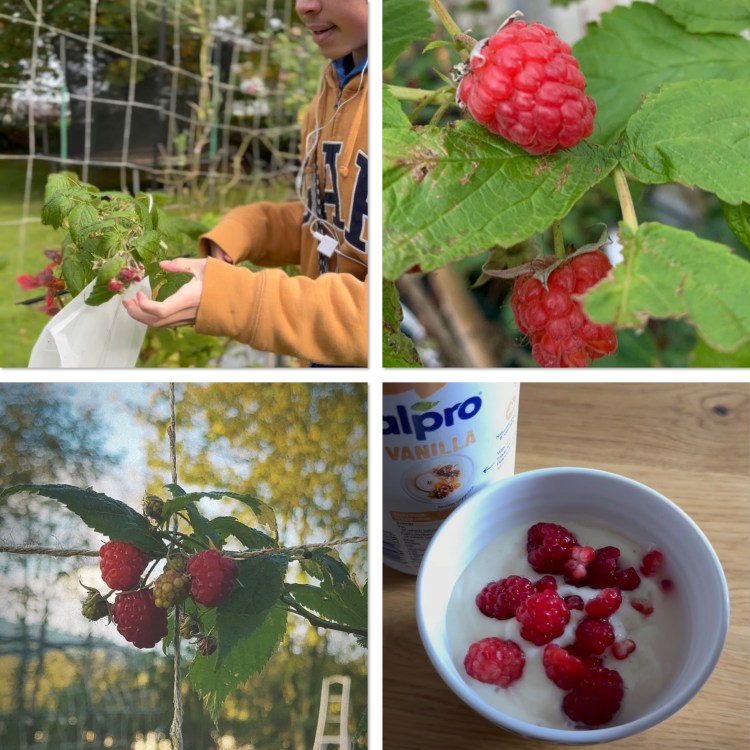 Raspberries: Food Forest Gardening: How to Grow and Harvest Raspberries, Strawberries, Blueberries & More