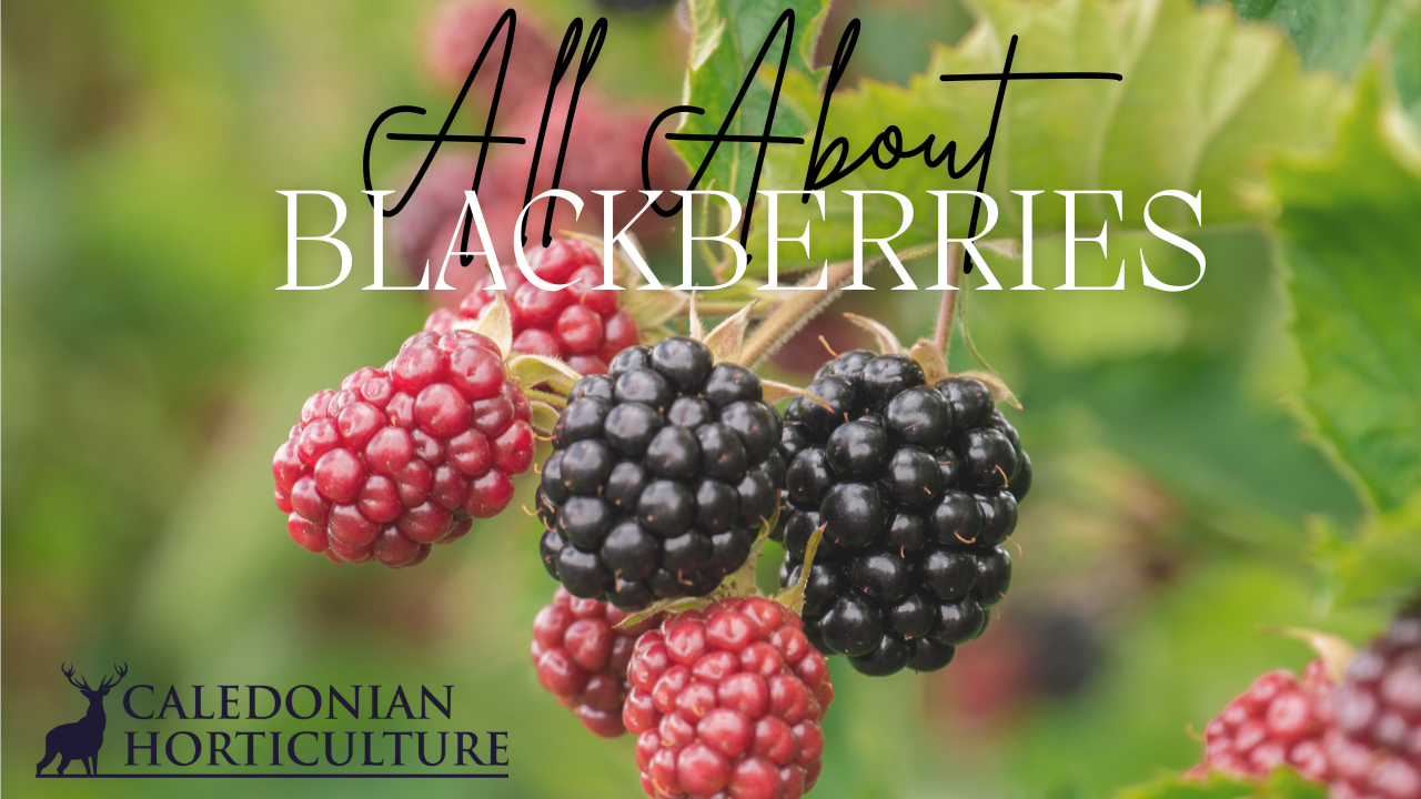 All About Series: Blackberries