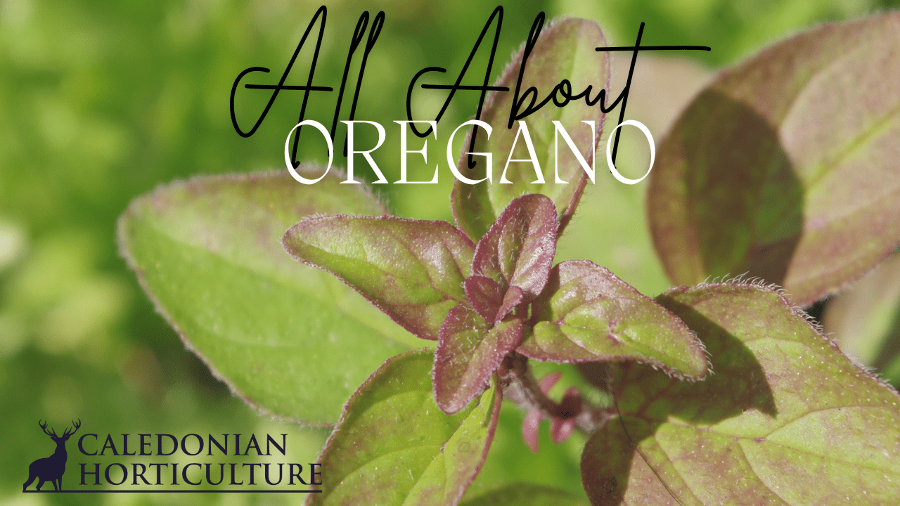 All About Series: Growing, Sowing, Caring For Oregano