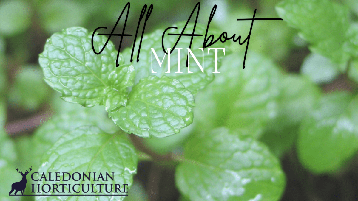 All About Series: Growing, Sowing, Caring For&nbsp;Mint