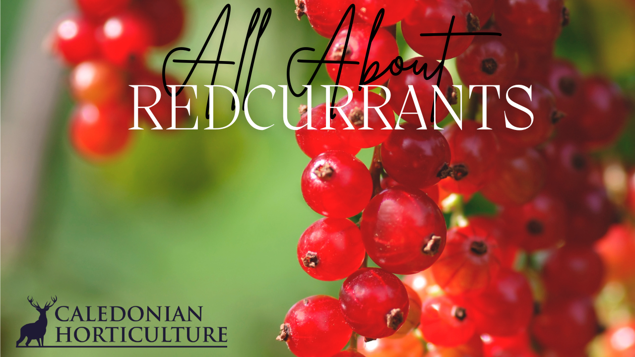 All About Series: Redcurrant