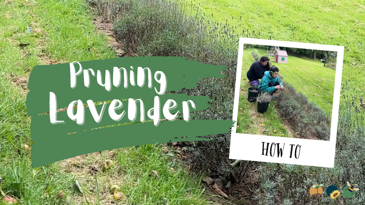Pruning Lavender: Tips for a Healthier, Bushier Plant