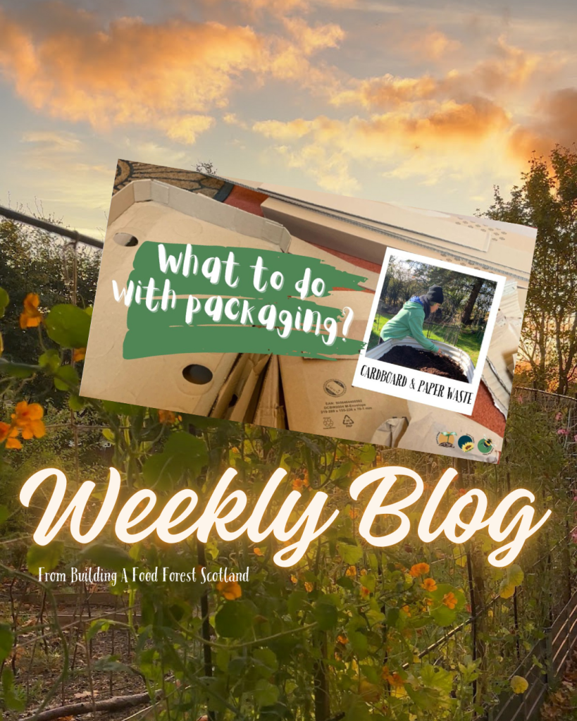 Creative & Sustainable Ways to Reuse Packing Paper and Cardboard