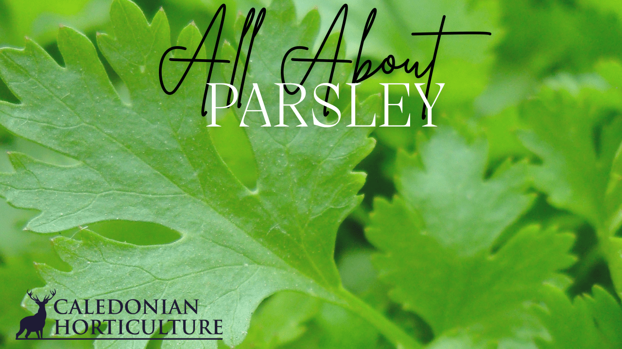 All About Series: Growing, Sowing, Caring For Parsley