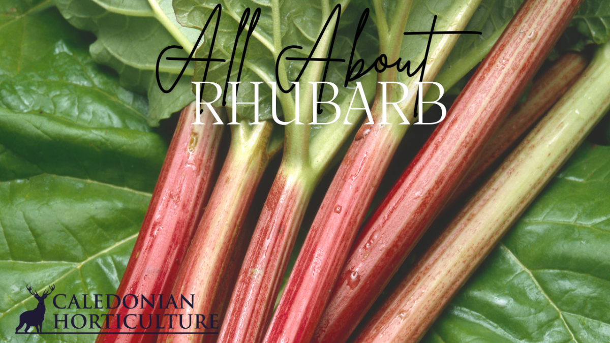 All About Series: Growing, Sowing, Caring For&nbsp;Rhubarb
