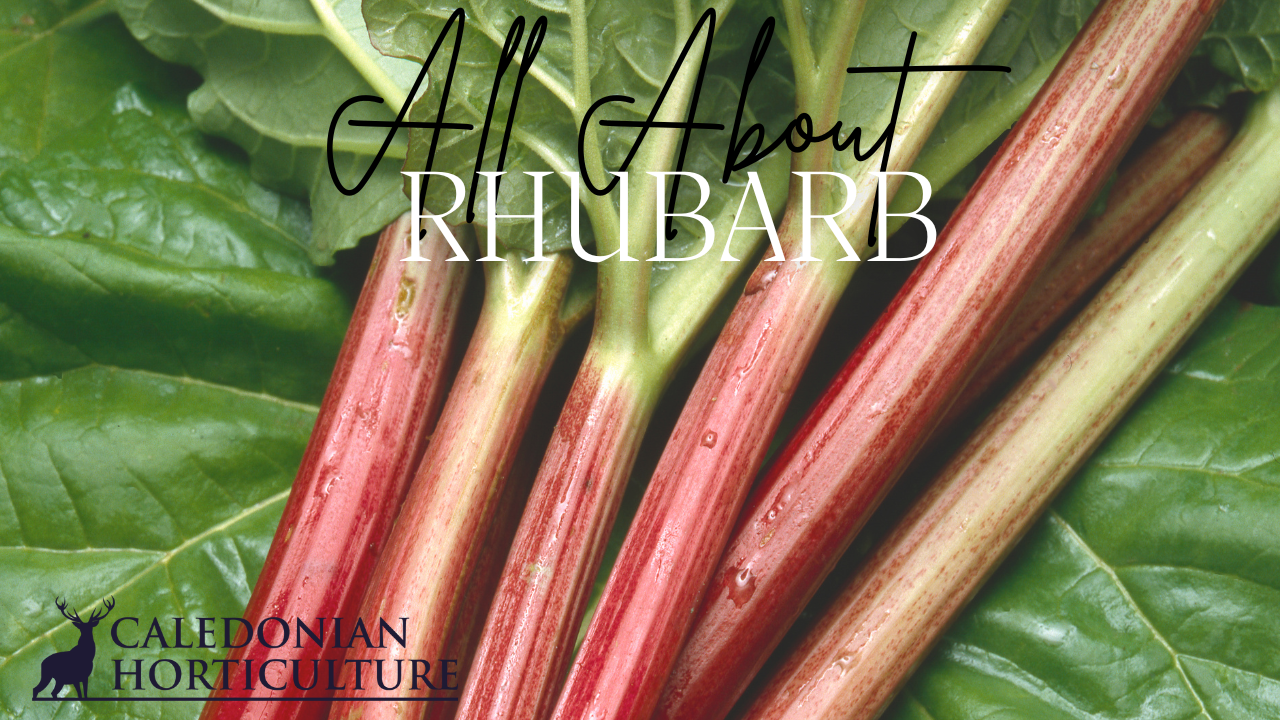 All About Series: Growing, Sowing, Caring For Rhubarb