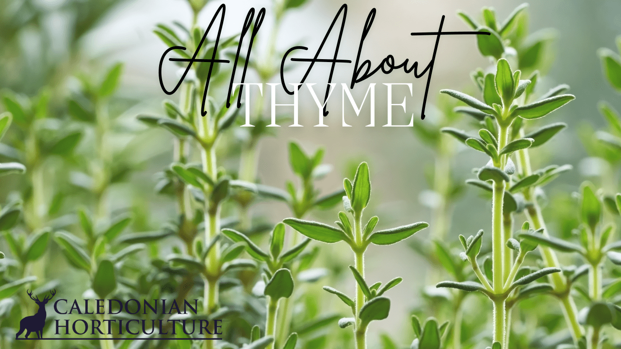 All About Series: Growing, Sowing, Caring For Thyme